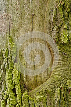 Close-up shot of moss bark texture - perfect wallpaper