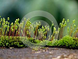 Close up shot of moss sporangia on a wall surface