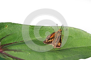 Close up shot of moth on the leaf