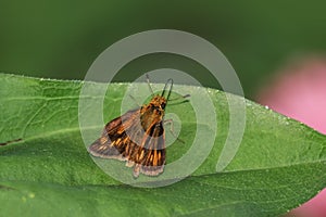 Close up shot of moth on the leaf