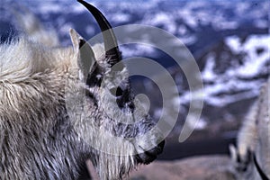 Close-up shot of a  mountain sheep in Colorado