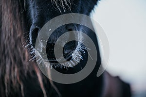 Close-up shot of the mouth and nostrils of a beautiful black horse in the forest.