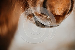 Close-up shot of the mouth and nostrils of a beautiful brown horse.