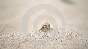 Close up shot of moving small crab, it travels somewhere around beach