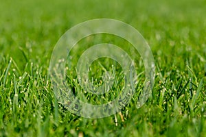 Close-up shot of mowed lawn. Green grass natural background texture.