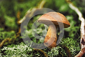 Close up shot of a mushroom in nature and a green background