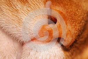 Close up shot of the muzzle of an orange with white cat or nose and mouth.