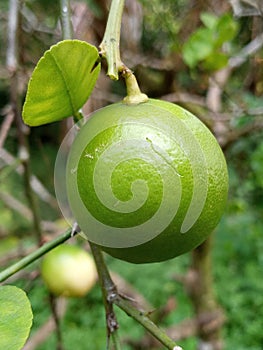 Close up shot of natural lime fruit on the tree in Sri Lanka.