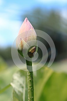 Close-up shot of a Nelumbo nucifera bud blooming amongst lush foliage