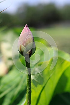 Close-up shot of a Nelumbo nucifera bud blooming amongst lush foliage