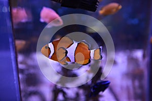 Close up shot of Nemo Clownfish swimming inside an aquarium