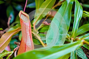 close up shot on Nepenthes or carnivorous plants with green leaves around it