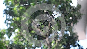 A close up shot of Nephila pilipes ,northern golden orb weaver or giant golden orb weaver is a species of golden orb-web spider.