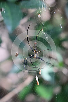 Close-up shot of a Nephila pilipes spider on a cobweb