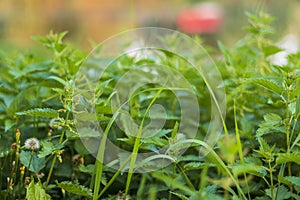Close up shot of the nettle bushes. Nature