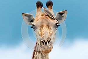 Close-up shot of a northern giraffe with a small bird perched atop its head