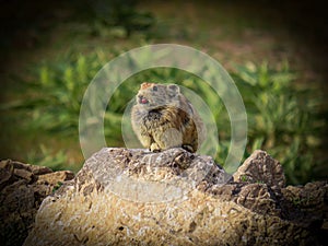 Close-up shot of a Northern pika on a rock