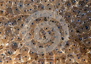 Close-up shot of numerous frog eggs