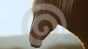 close up shot og head of nice brown horse grazing in dawn lights in Carpathians, Ukraine