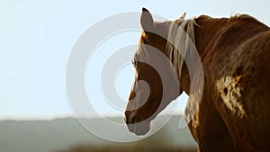 close up shot og head of nice brown horse grazing in dawn lights in Carpathians, Ukraine