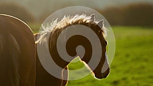 close up shot og head of nice brown horse grazing in dawn lights in Carpathians, Ukraine
