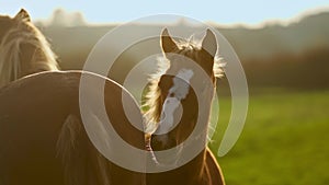 close up shot og head of nice brown horse grazing in dawn lights in Carpathians, Ukraine