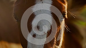 close up shot og head of nice brown horse grazing in dawn lights in Carpathians, Ukraine