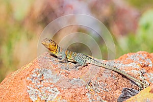 Close up shot of the Oklahoma collared lizard in Wichita Mountains National Wildlife Refuge