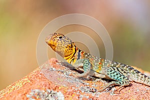 Close up shot of the Oklahoma collared lizard in Wichita Mountains National Wildlife Refuge