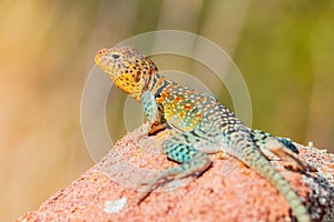 Close up shot of the Oklahoma collared lizard in Wichita Mountains National Wildlife Refuge