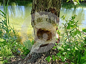 Close-up shot of an old damaged tree trunk chewed up by a beaver near the river Glatt in Switzerland