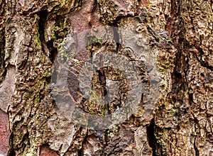 Close up shot of an old rugged bark - pine tree
