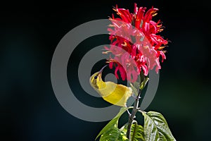 Close-up shot of an Olive-backed Sunbird collecting nectar from a red flower