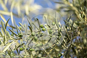 Close up shot of an olive tree with fresh olives and green leafs.