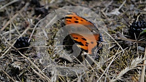 Close up shot of the orange butterfly in slow motion.