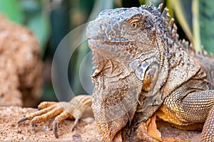 Close up shot of an orange iguana in desertic landscape.