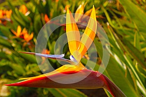 Close up shot of an orange and red bird in paradise flower