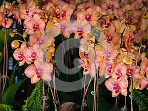 Close up shot of orchid flower blossom in Lou Lim Ioc Garden