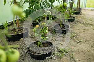 Close up shot of organic green tomatoes growing on a stem. Local produce farm. Copy space for text, background.