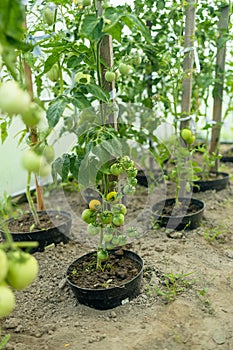 Close up shot of organic green tomatoes growing on a stem. Local produce farm. Copy space for text, background.