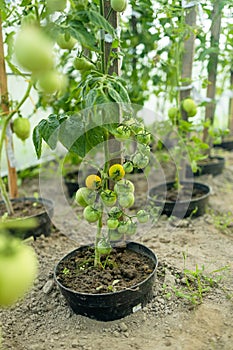 Close up shot of organic green tomatoes growing on a stem. Local produce farm. Copy space for text, background.