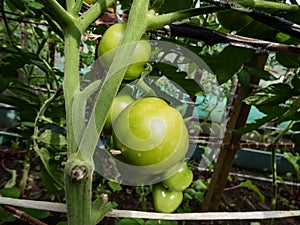 Close-up shot of organic grown unripe, green tomatoes growing on tomato plant