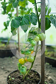 Close up shot of organic tomatoes growing on a stem. Local produce farm. Copy space for text, background.