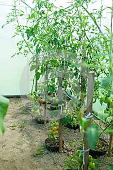 Close up shot of organic tomatoes growing on a stem. Local produce farm. Copy space for text, background.