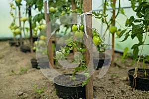 Close up shot of organic tomatoes growing on a stem. Local produce farm. Copy space for text, background.