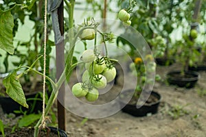 Close up shot of organic tomatoes growing on a stem. Local produce farm. Copy space for text, background.