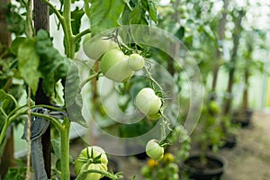 Close up shot of organic tomatoes growing on a stem. Local produce farm. Copy space for text, background.