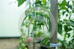 Close up shot of organic tomatoes growing on a stem. Local produce farm. Copy space for text, background.