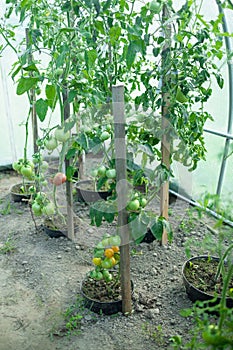 Close up shot of organic tomatoes growing on a stem. Local produce farm. Copy space for text, background.