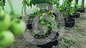 Close up shot of organic tomatoes growing on a stem. Local produce farm. Copy space for text, background.